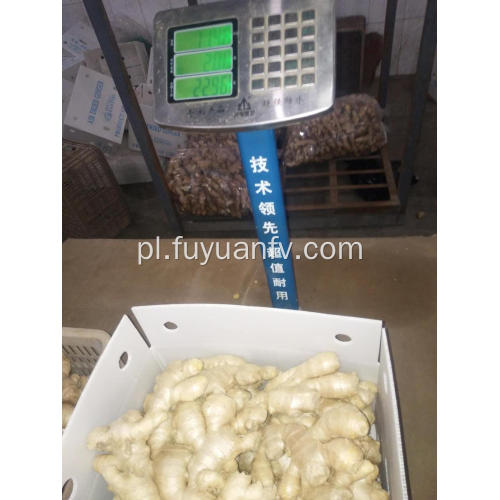 Hurtownia Anqiu New Crop Air Dried Ginger